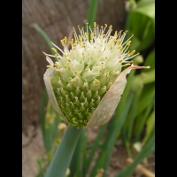 Ciboule, Allium fistulosum (fam Liliacees) (Siberie) (2)